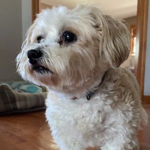 Meet your Posher, Annie